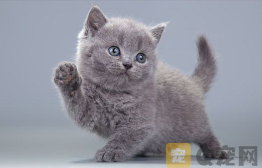 貓咪為何打呼嚕？喵星人語言辨析